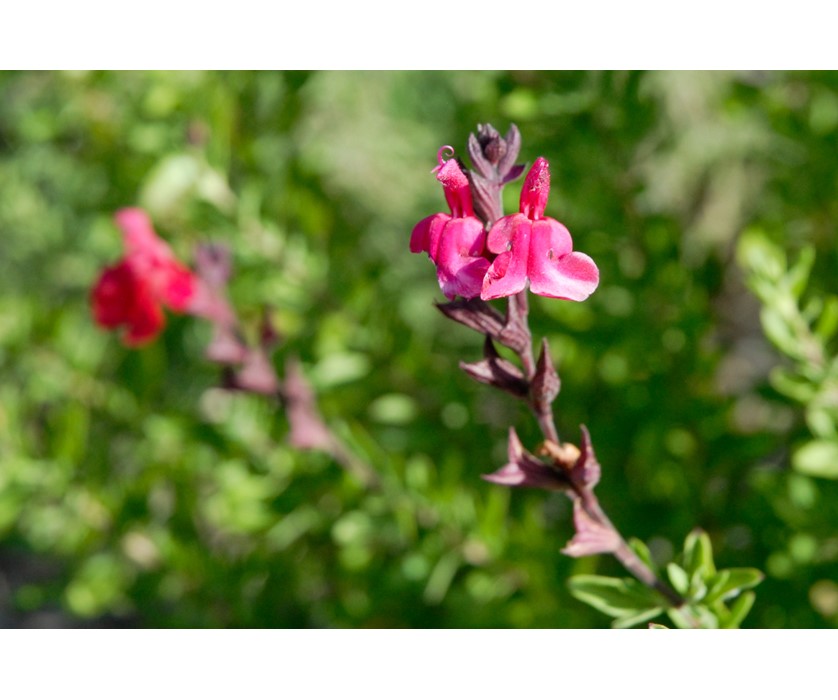 Wild Thing Sage